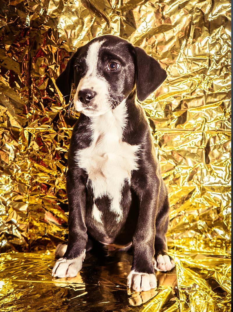 Award der Werbeagentur WERBEWERK in Rottweil und Villingen